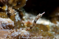 A small pipefish hiding inside a soft coral by Fabrizio Torsani 